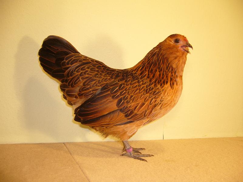 Muenster 2008 597.jpg - Antwerpener Bartzwerg wachtelfarbig von Timo Köckerling Preis V97 BJM